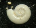 Xylodiscula&nbsp;lens